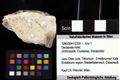 Foto (Objket + Etiketten) von Decapoda indet. 